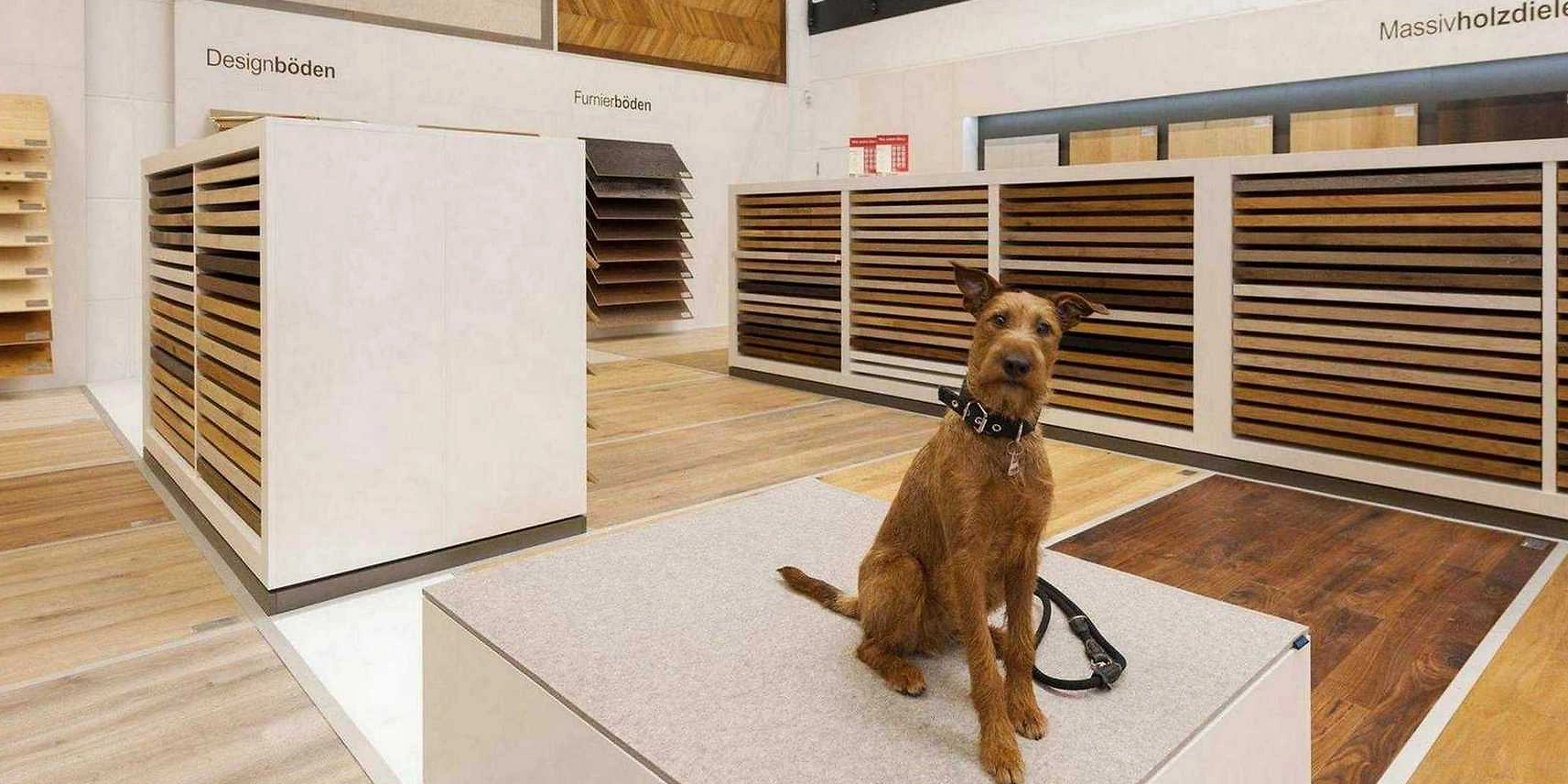 Fußboden Hund Fußboden Hund