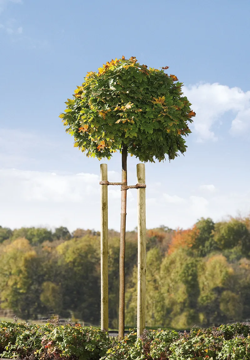 Baumpfahl Fi/Ki KDI ca.4,6cm ca.1,50mlg